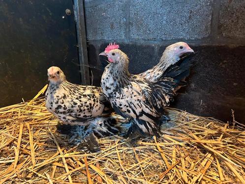 Sabelpootkriel kippen, Dieren en Toebehoren, Pluimvee, Kip, Meerdere dieren