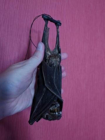 Opgezette vleermuis beschikbaar voor biedingen