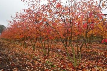 Amelanchier lamarckii  beschikbaar voor biedingen