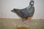 kleurpostduiven, Dieren en Toebehoren, Vogels | Duiven, Vrouwelijk, Postduif