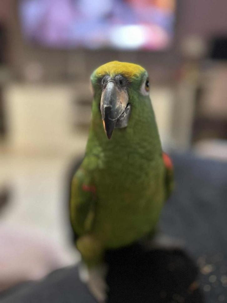 Amazone papegaai, Dieren en Toebehoren, Vogels | Parkieten en Papegaaien, Papegaai, Vrouwelijk, Pratend, Tam