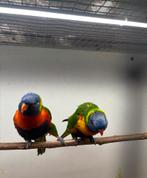 Kweekkoppel lori, Dieren en Toebehoren, Vogels | Parkieten en Papegaaien, Geringd