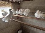 Pauwstaart duiven, Dieren en Toebehoren