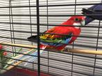 Rosella, Dieren en Toebehoren, Vogels | Parkieten en Papegaaien, Mannelijk, Parkiet, Geringd