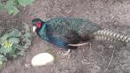 TENEBROSUS hennen gezocht, Dieren en Toebehoren
