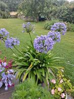 Agapanthus blauw, Tuin en Terras, Planten | Tuinplanten, Ophalen