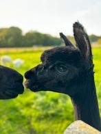 Drachtige Alpaca merrie, Dieren en Toebehoren, Overige Dieren