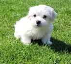 Chiots maltais, Animaux & Accessoires, Parvovirose, Bichon maltais, Plusieurs, Belgique