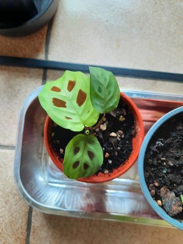 Maranta