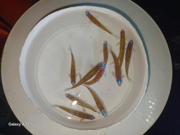 Notropis Chrosomus, rainbowshiner of regenboogelrits beschikbaar voor biedingen