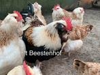 Raszuivere kuikens, Dieren en Toebehoren, Pluimvee