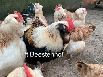 Poussins de race