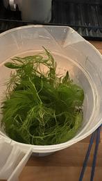 Aquarium Hoornblad, Ophalen, Zo goed als nieuw, Plant(en), Steen of Hout