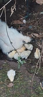 Piep Kuikens zijdehoen, Dieren en Toebehoren, Pluimvee