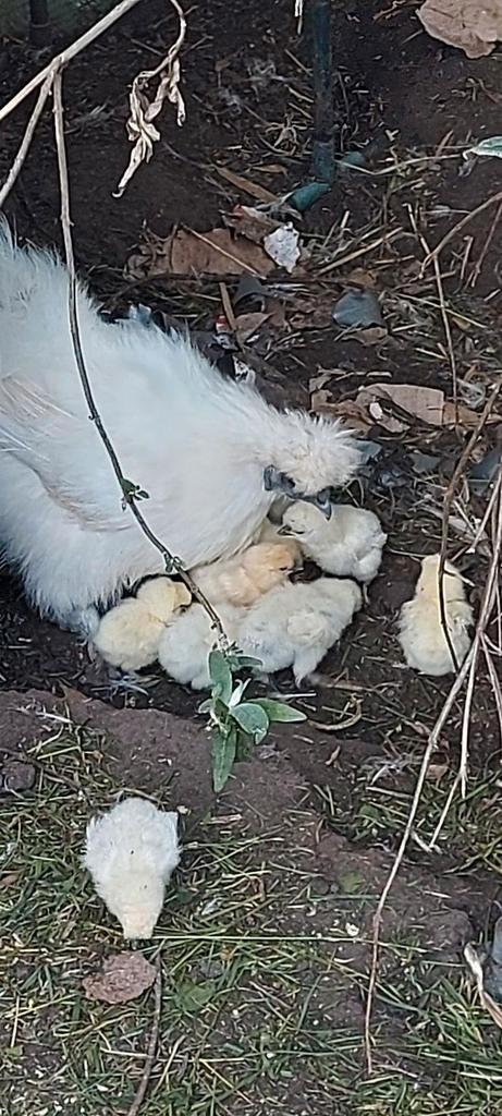 Piep Kuikens zijdehoen, Dieren en Toebehoren, Pluimvee