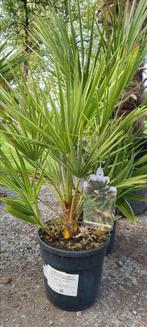 Europese dwergpalm - Chamaerops Humilis, Tuin en Terras, Ophalen