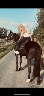 Bomproof 9j merrie, Dieren en Toebehoren, Ophalen, Zo goed als nieuw