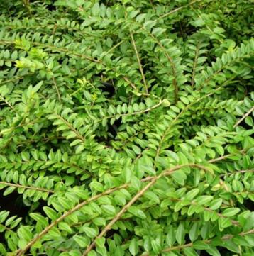 Lonicera  beschikbaar voor biedingen