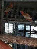 Pennant rosella, Dieren en Toebehoren, Meerdere dieren, Parkiet, Geringd
