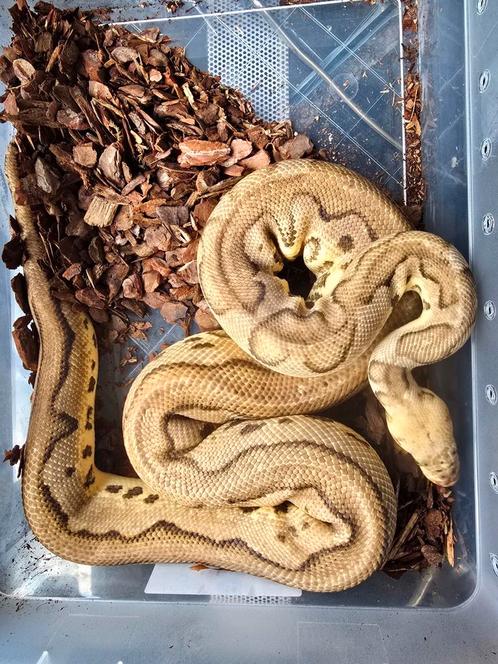 Volwassen python regius puma pastel clown 1.0, Dieren en Toebehoren, Reptielen en Amfibieën