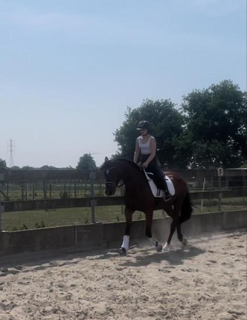 Hele lieve ruin, Dieren en Toebehoren, Paarden, Ruin, B