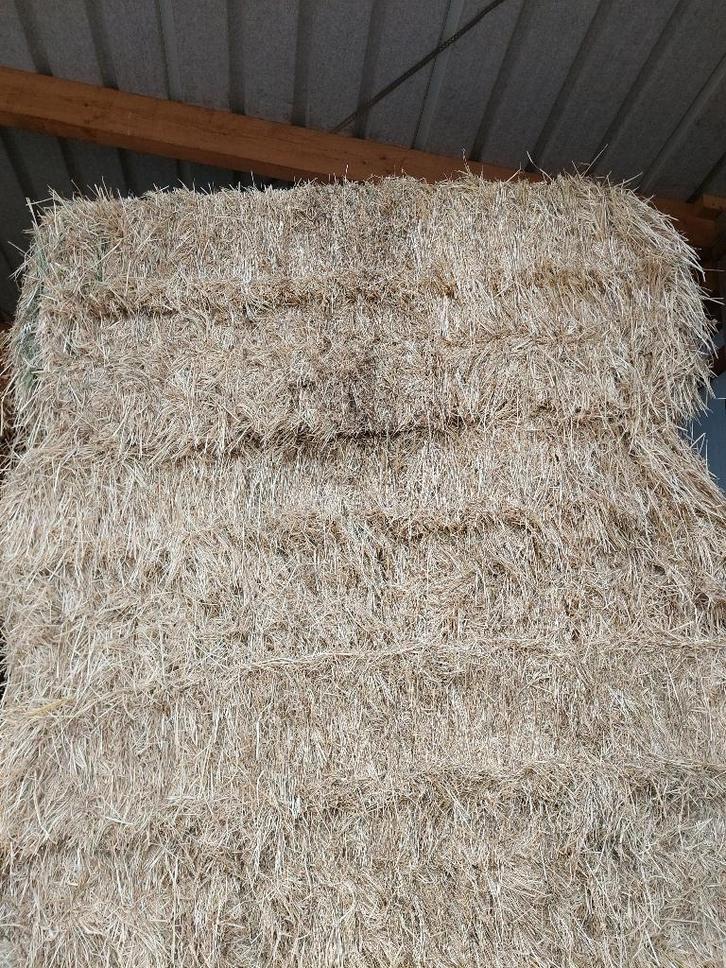 stro en hooi geleverd !, Dieren en Toebehoren, Runderen, Geslacht onbekend, 0 tot 2 jaar