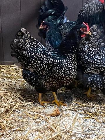 Barnevelder zwart zilver gezoomd hennen beschikbaar voor biedingen