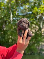 Prachtige toy/ dwergpoedel pups, Dieren en Toebehoren, Poedel, België, CDV (hondenziekte), 8 tot 15 weken