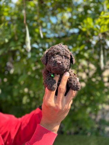 Prachtige toy/ dwergpoedel pups beschikbaar voor biedingen