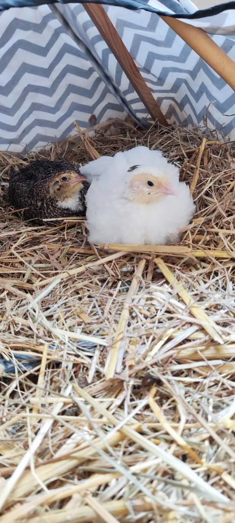 Kwartels verschillende kleurslagen, Dieren en Toebehoren, Vogels | Parkieten en Papegaaien