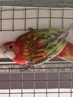 Rosella, Dieren en Toebehoren, Vrouwelijk, Parkiet, Geringd