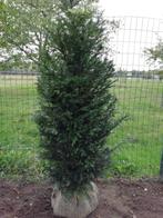 taxus met stevige kluit, Tuin en Terras, Ophalen, Taxus, Haag, Minder dan 100 cm