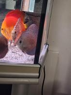 Groepje van 9 Discussen, Dieren en Toebehoren, Vissen | Aquariumvissen