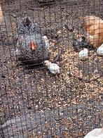 Cochin kriel, Dieren en Toebehoren