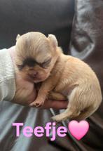 Prachtige langharige chihuahua pups, Animaux & Accessoires, Chiens | Chihuahuas & Chiens de compagnie, 8 à 15 semaines, Plusieurs