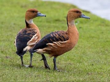 Canards d'ornement, canard d'ornement, canards, canard arbor, Plusieurs animaux, Canard