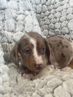 teckel pups merle kleur kortharig, Dieren en Toebehoren, Honden | Teckels en Dashonden, België, Reu, CDV (hondenziekte), 8 tot 15 weken