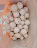 Knutselgerief om te beschilderen, Enlèvement ou Envoi, Comme neuf