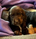 Mooie, gezonde Engelse Cocker pups te koop, Dieren en Toebehoren, België, 8 tot 15 weken, CDV (hondenziekte), Meerdere