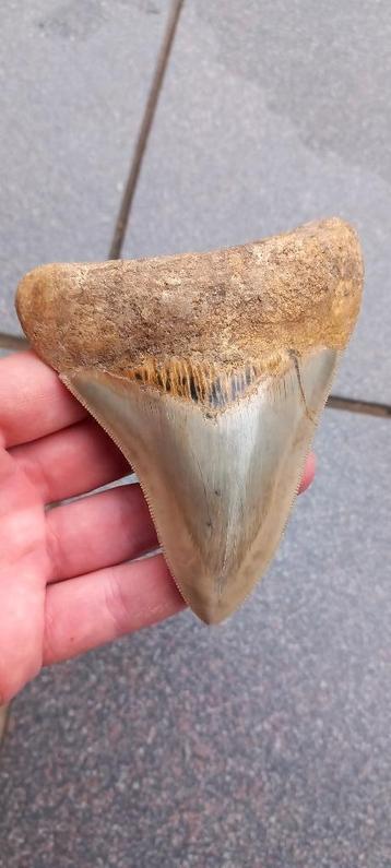 Dent de requin de 11 cm de mégalodon provenant d'un fossile  disponible aux enchères