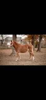 A pony te koop, Dieren en Toebehoren, Pony's, 11 jaar of ouder, Gechipt, Merrie, A pony (tot 1.17m)