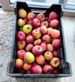 Appels te koop, Diversen, Levensmiddelen, Ophalen