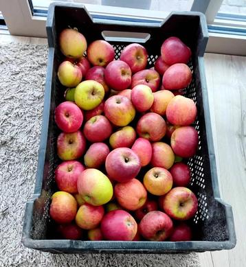 Appels te koop beschikbaar voor biedingen