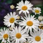 Leucantheum Vulgare, Tuin en Terras, Ophalen, Halfschaduw