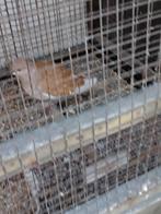 Duiven  tortelduif, Dieren en Toebehoren, Vogels | Duiven, Tortelduif