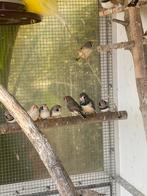 Zebravinken te koop, Dieren en Toebehoren, Meerdere dieren, Tropenvogel