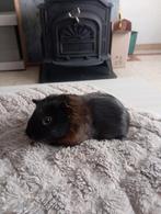 Cavia zeugje (meisje), Dieren en Toebehoren, Knaagdieren, Cavia