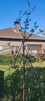 Appelboom, Ophalen