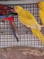 Lacewing of pallid man, Mannelijk, Parkiet, Geringd