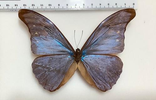 Morpho rhetenor, Verzamelen, Dierenverzamelingen, Ophalen of Verzenden